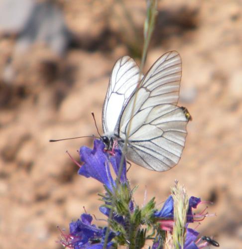Aporia crataegi